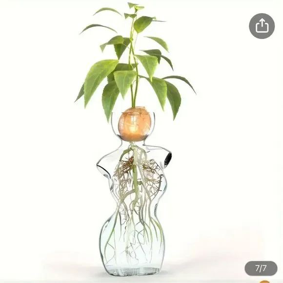 Elegant Glass Vase with Green Plant - Picture 3 of 7